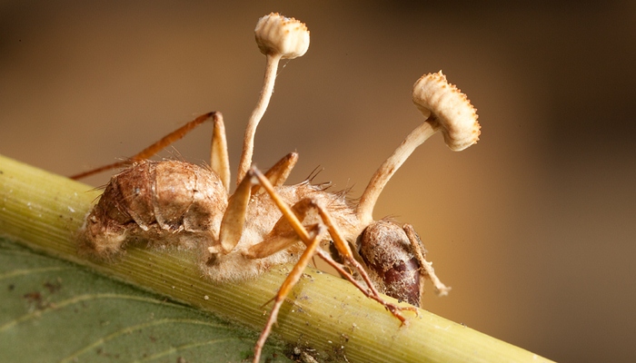 Semut Carpenter terkena jamur [image source]