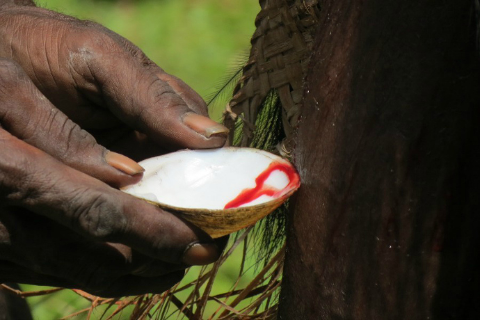 Suku Kamaro membuat genderang dari darah [image source]