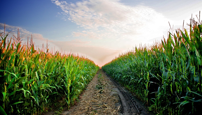 ladang jagung [image source]