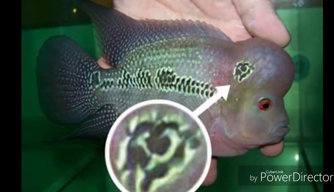Ikan louhan ‘ditangkap’ karena miliki corak palu arit [ Image Source ]