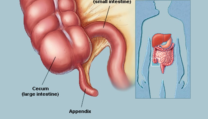 Appendix [Image Source]