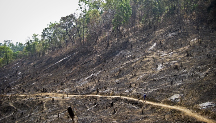 Deforestasi Ilegal [image source]