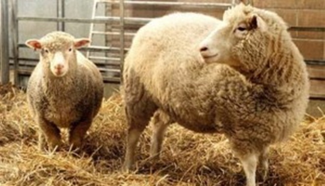 Domba kloning Dolly [Image Source]