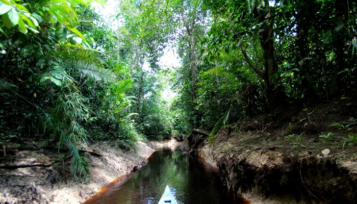 Hutan Suku Paloh [image source]