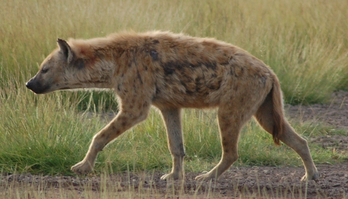 Hyena Totol [image source]