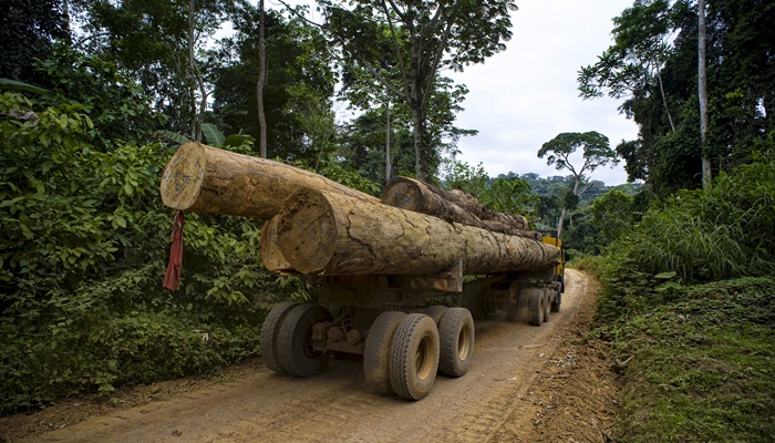Illegal Logging [image source]