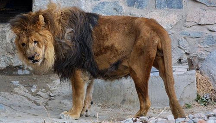 Kebun Binatang Kabul [image source]