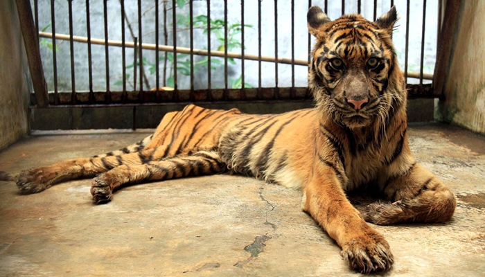 Kebun Binatang Surabaya [image source]