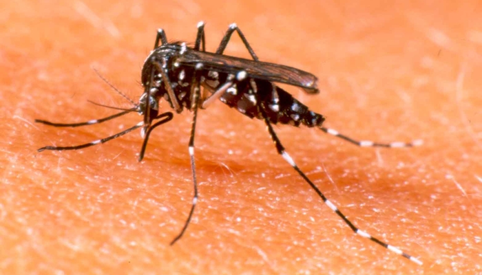 dengue [image source]