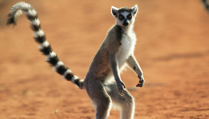 lemur Madagaskar [image source]