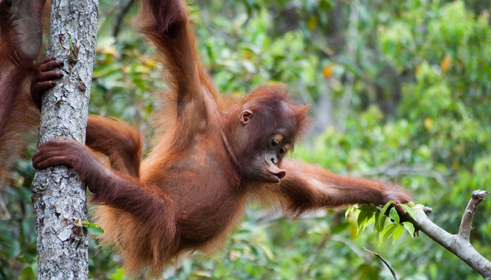 orangutan [image source]