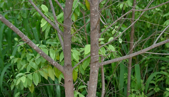 pohon cendana [image source]
