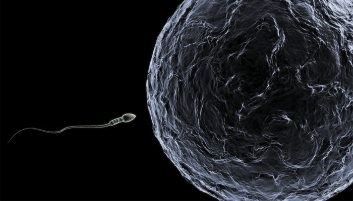 Sel sperma dan sel telur [image source]
