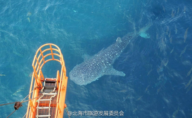 Whale Shark Killed [Image Source]