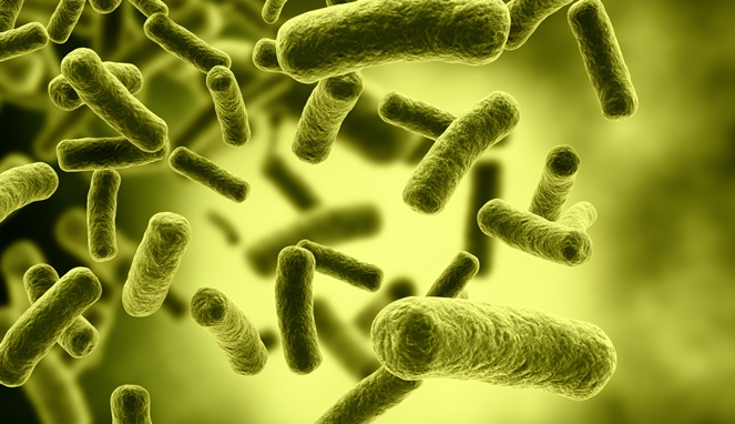 Bakteri E. Coli [Image Source]
