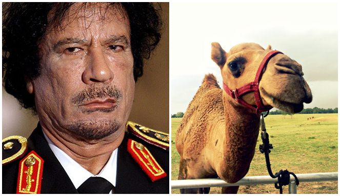 Gaddafi dan untanya