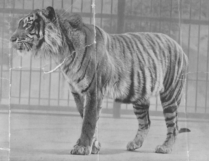 Harimau Jawa yang punah [image source]