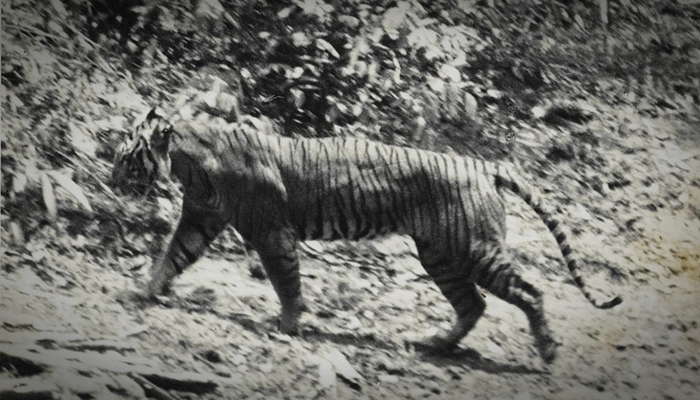 Harimau Jawa [image source]