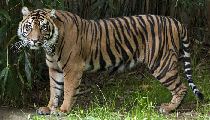 Harimau Sumatra [image source]