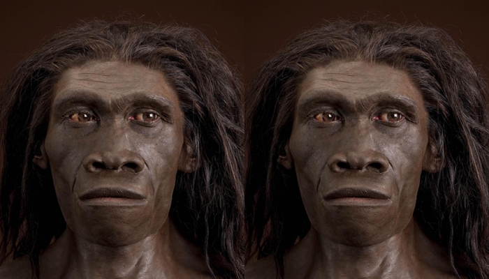 Homo erectus [image source]