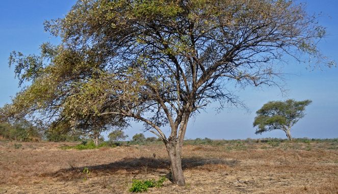 Bidara, pohon yang sering diasosiasikan dengan bentuk Sidratul Muntaha [Image Source]