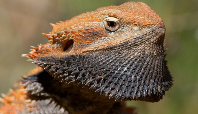 Central bearded dragon [image source]