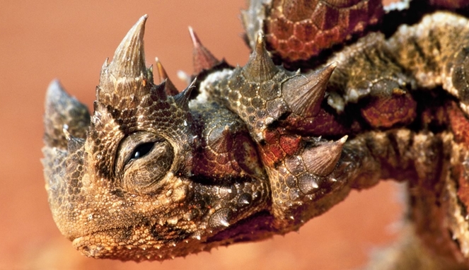 Draco taeniopterus [image source]