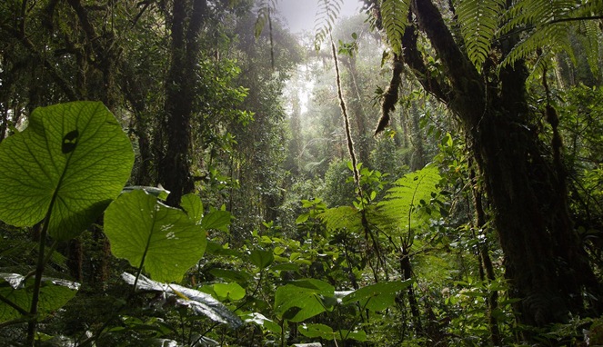 Alam Kosta Rika [Image Source]