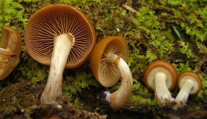 Deadly Galerina [Image Source]
