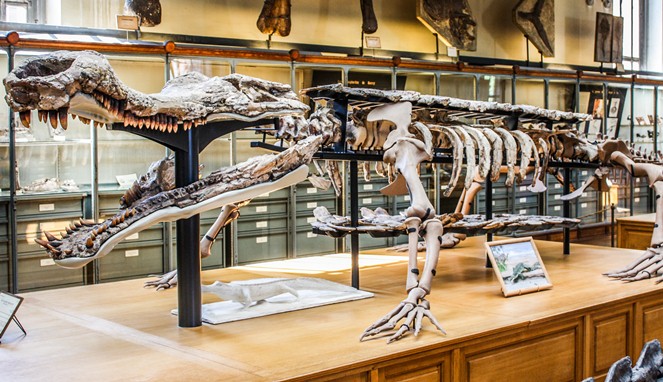 Fosil Sarcosuchus [Image Source]