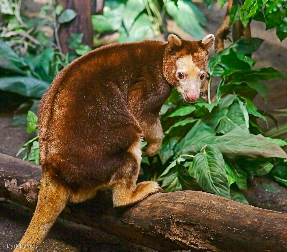 Kanguru Bukan Hanya Ada di Australia! Ada 8 Kanguru yang Miliki Habitat di Indonesia - a