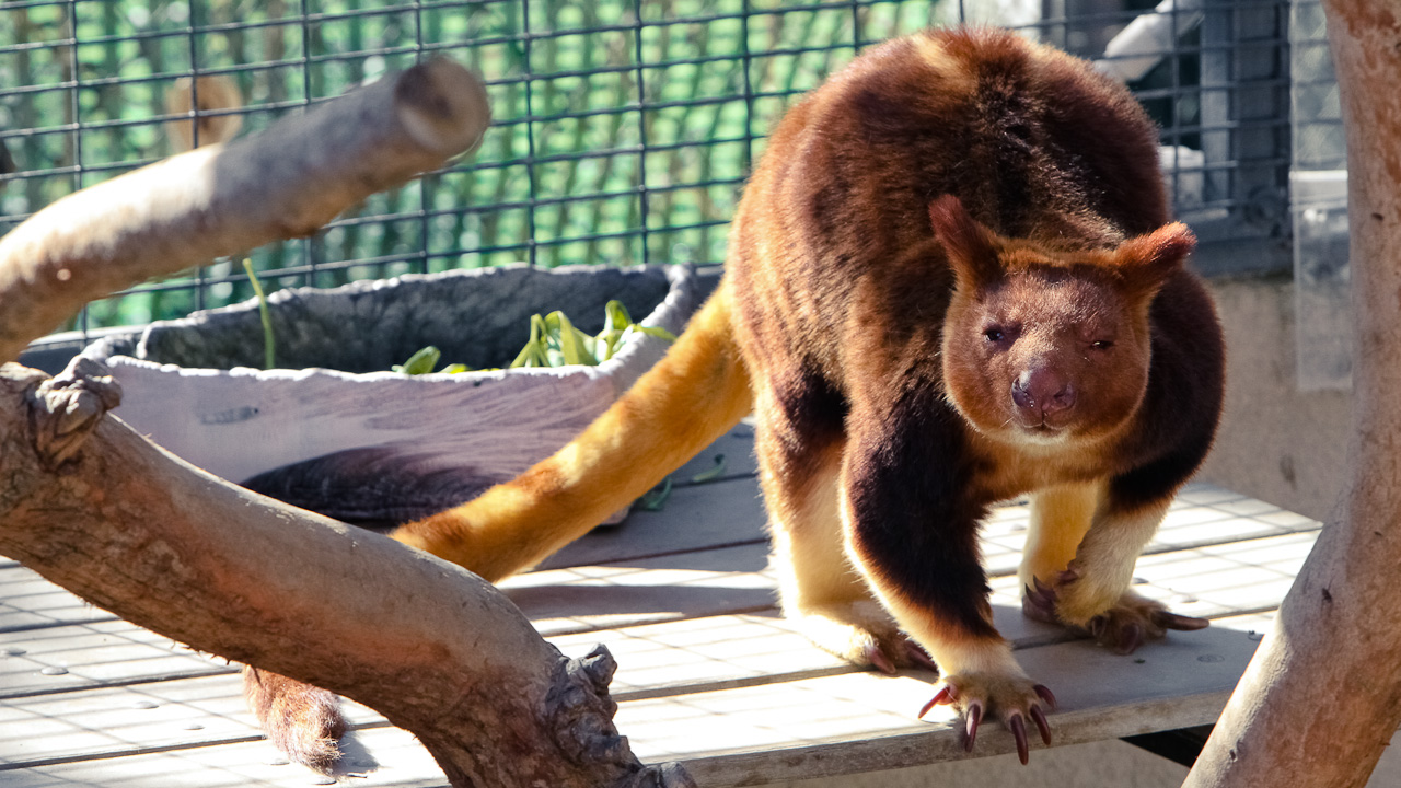 Kanguru Bukan Hanya Ada di Australia! Ada 8 Kanguru yang Miliki Habitat di Indonesia - b