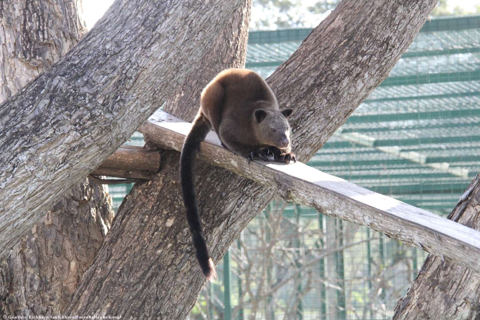 Kanguru Bukan Hanya Ada di Australia! Ada 8 Kanguru yang Miliki Habitat di Indonesia - c