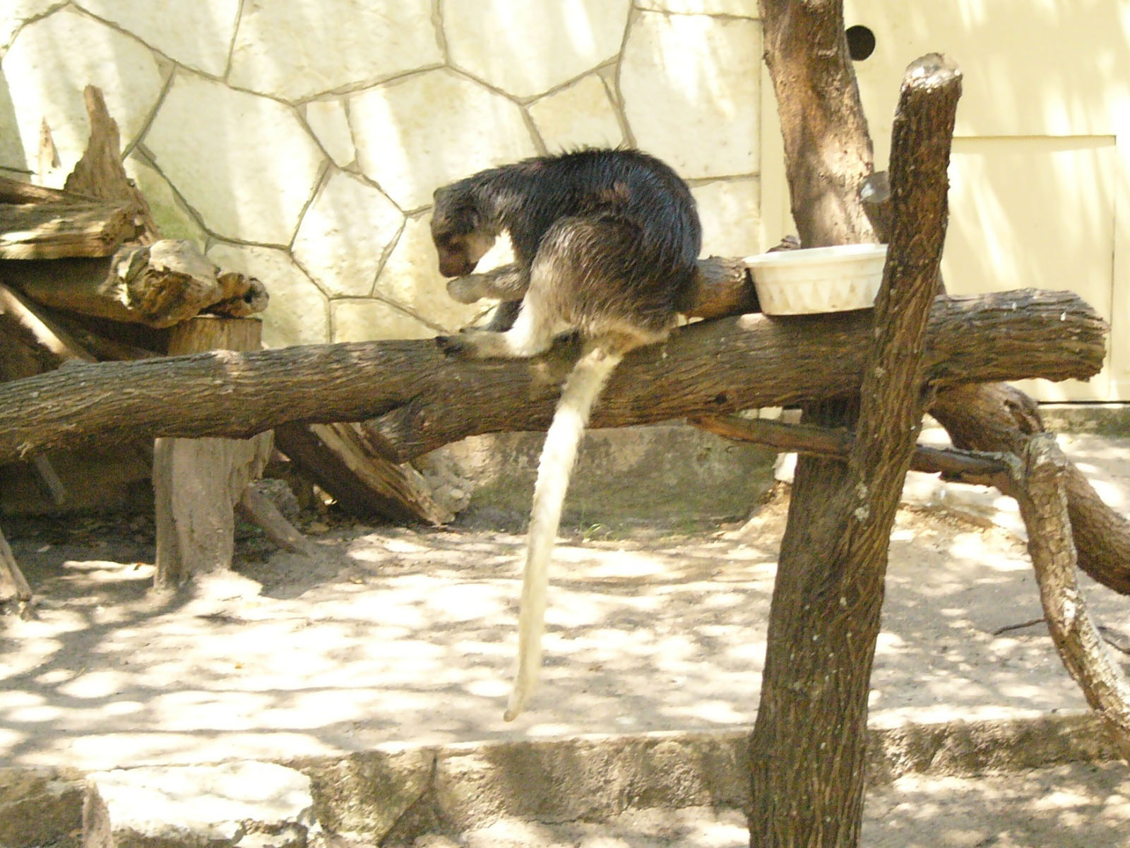 Kanguru Bukan Hanya Ada di Australia! Ada 8 Kanguru yang Miliki Habitat di Indonesia - e