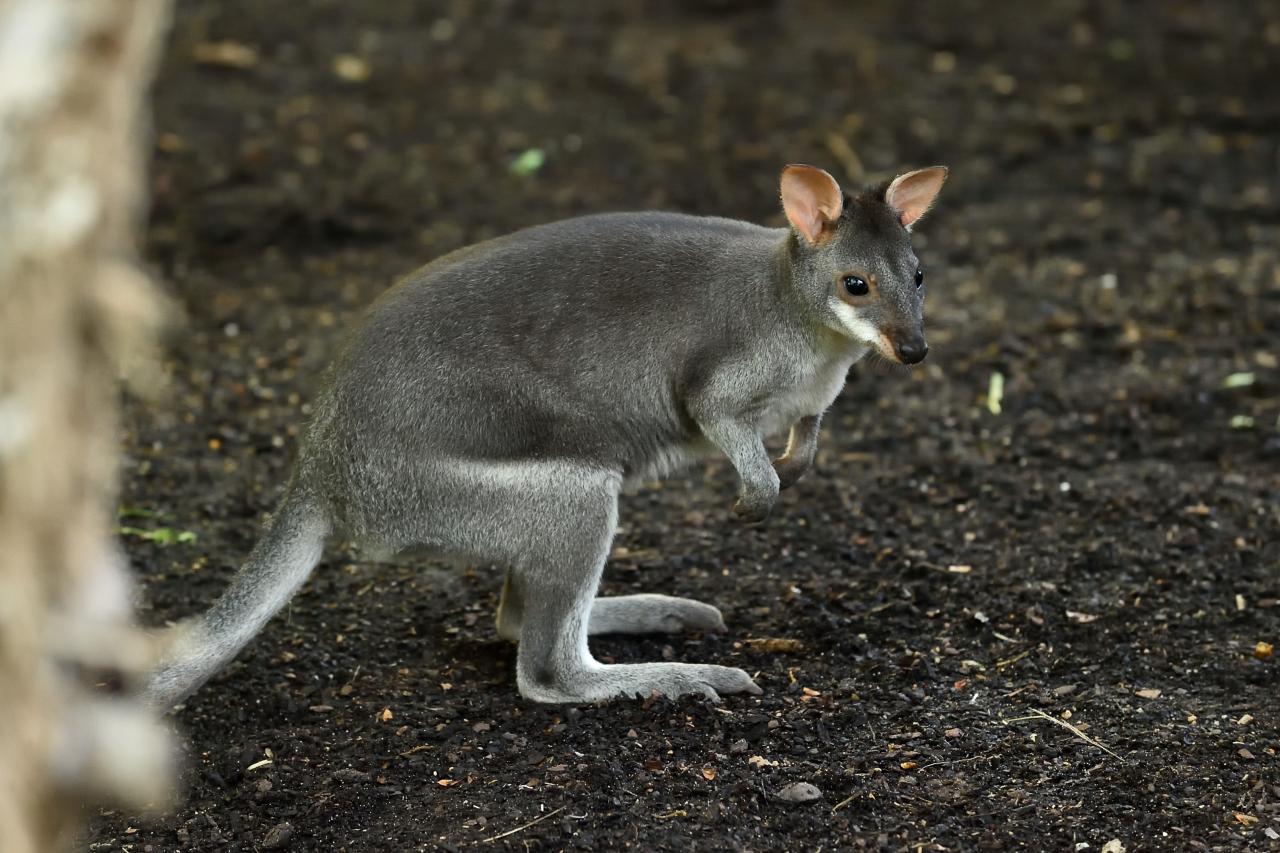 Kanguru Bukan Hanya Ada di Australia! Ada 8 Kanguru yang Miliki Habitat di Indonesia - g
