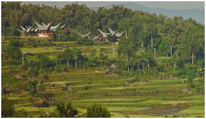 Terasering Samosir Toraja [Image Source]