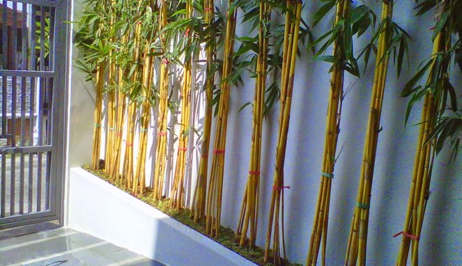 Bambu kuning anti maling [Image Source]