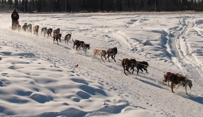 Dog Sled Racing [image source]