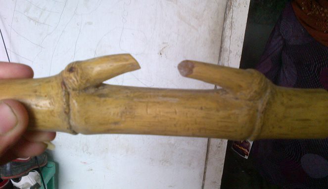 Jimat bambu kuning [Image Source]
