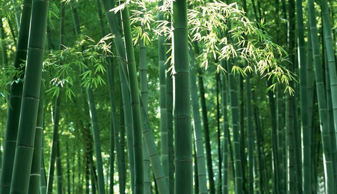 Ketersediaan bambu melimpah [Image Source]