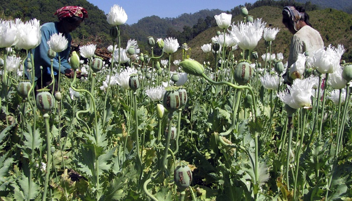 Opium Myanmar [image source]