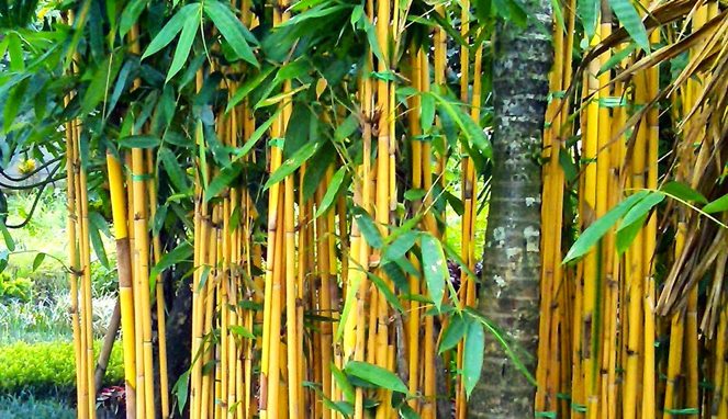 Pagar Bambu Kuning [Image Source]