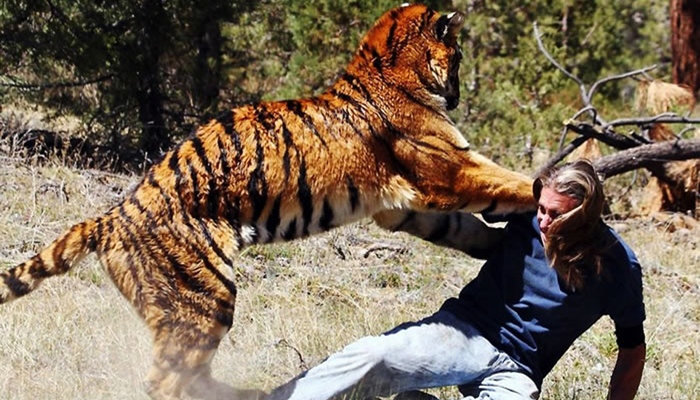 bertarung dengan harimau [image source]