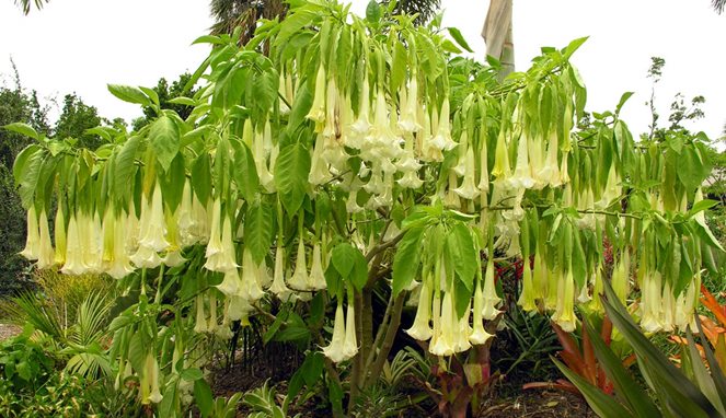 Bunga Borrachero [Image Source]
