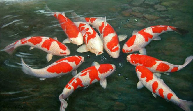Ikan Koi [Image Source]