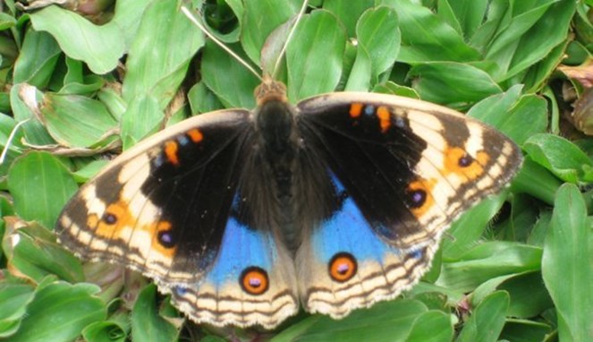 Ilustrasi kupu-kupu hitam bersayap mata biru [Image Source]