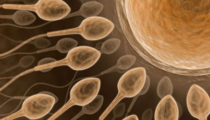 Sel Telur dan Sperma [image source]
