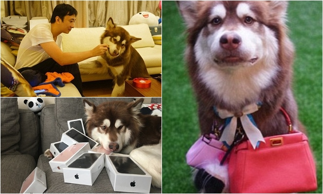 Sebagai anjing konglomerat, Coco sangat terkenal dan dimanjakan dengan barang mewah. 