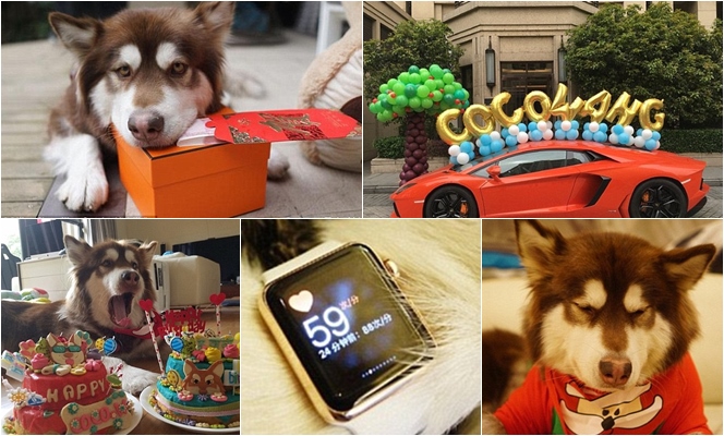Coco, anjing orang kaya yang dapat angpao, tas mahal, hingga dibuatkan pesta ulang tahun mewah. 