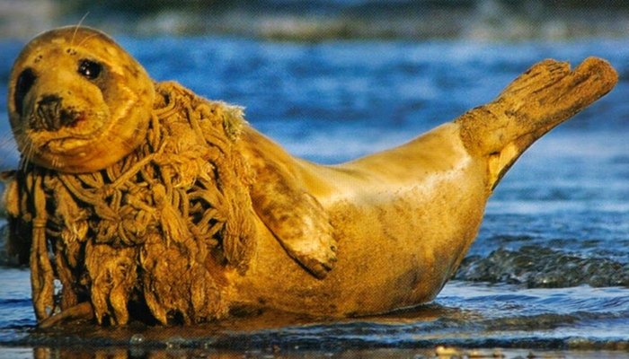 anjing laut tersiksa [image source]